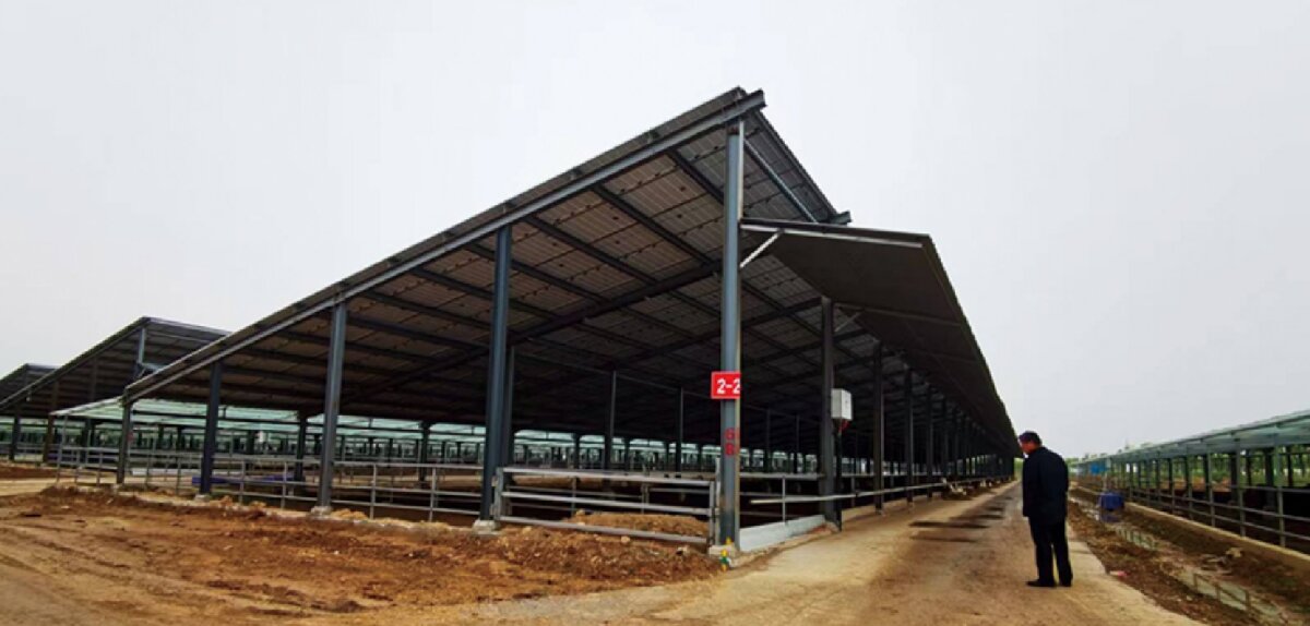 信橋鋼構(gòu)：打卡蒙陰農(nóng)業(yè)溫室大棚、青州黑牛養(yǎng)殖基地！(圖5)